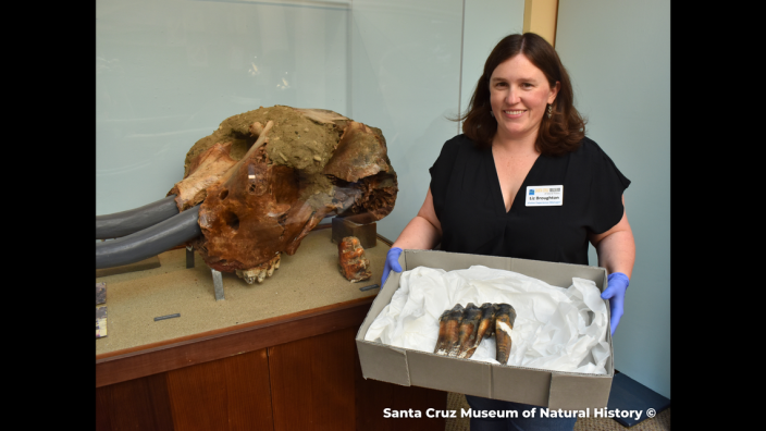 Liz Broughton pictured holding a recently discovered mastodon tooth beside two other mastodon specimens at the Santa Cruz Museum of Natural History.