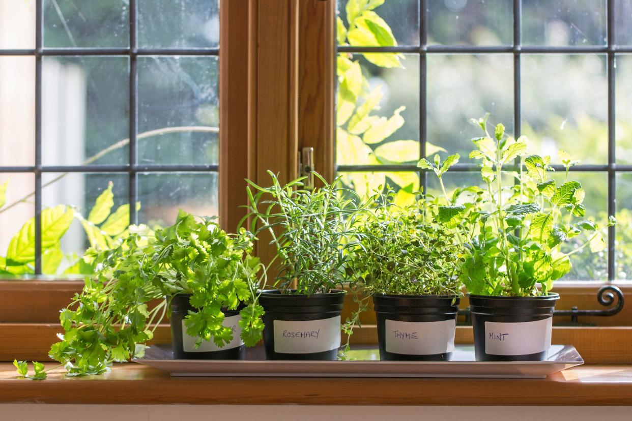 windowsill herbs