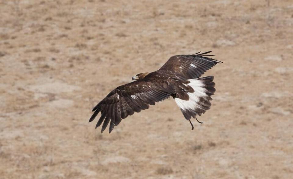 A golden eagle flies along the side of a hill in eastern Oregon.