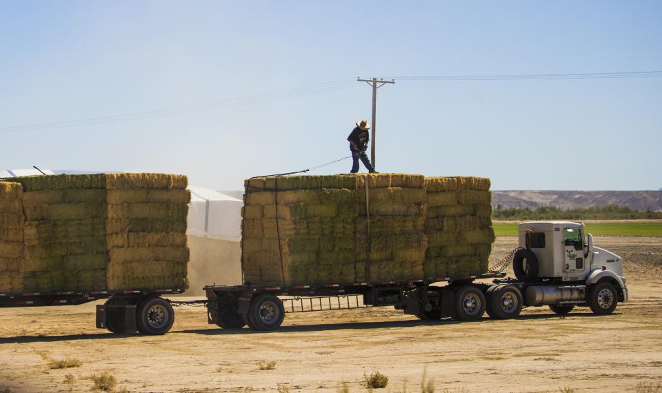 A worker straps down bales of alfalfa on the Colorado River Reservation near Poston in western Arizona.