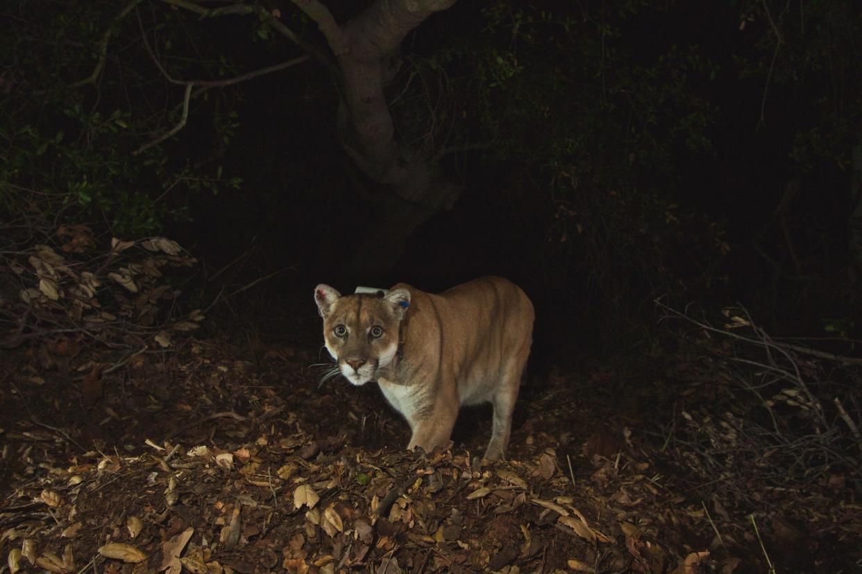 P-22, a famed mountain lion who roamed an urban Los Angeles park for more than a decade, was euthanized Dec. 17.