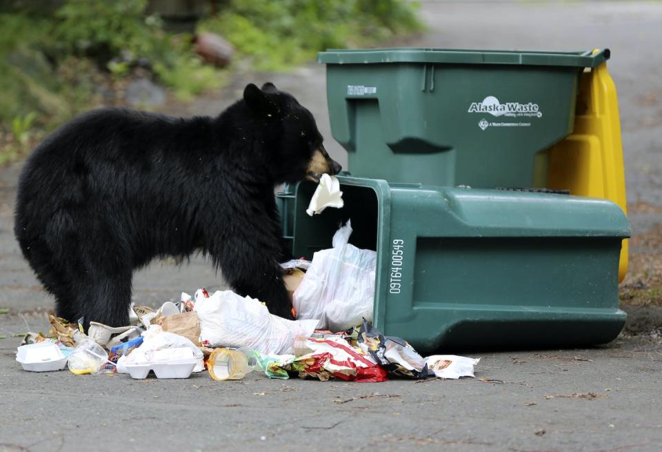 A bear in Anchorage, Alaska, sifts through trash. Some cities have issued their residents locking trash cans, which prevent bears from encroaching on local residences. <a href="https://newsroom.ap.org/detail/AlaskaDailyLife/80a331dd6c3b4b6ca5eba631e482dd90/photo?Query=bear%20in%20trash&mediaType=photo&sortBy=&dateRange=Anytime&totalCount=383&currentItemNo=0&vs=true" rel="nofollow noopener" target="_blank" data-ylk="slk:AP Photo/Mark Thiessen;elm:context_link;itc:0;sec:content-canvas" class="link ">AP Photo/Mark Thiessen</a>