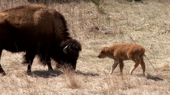 Baby-buffalo