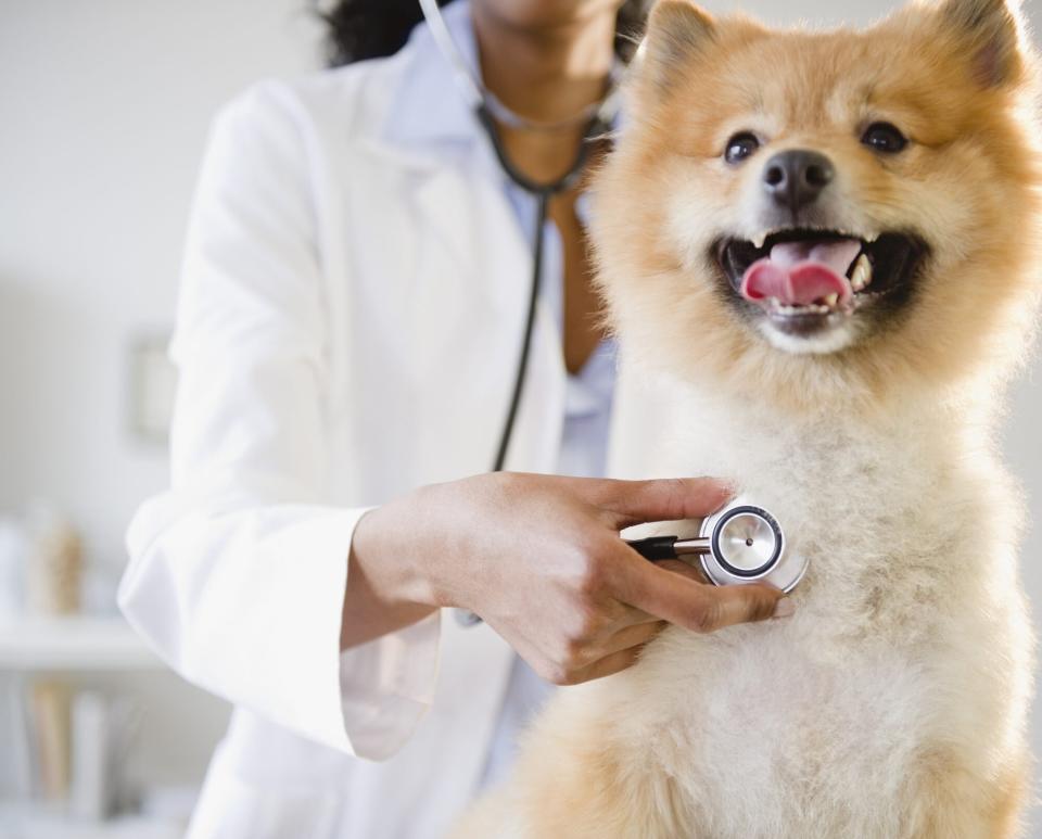 veterinarian listening to Pomeranian dog's heartbeat