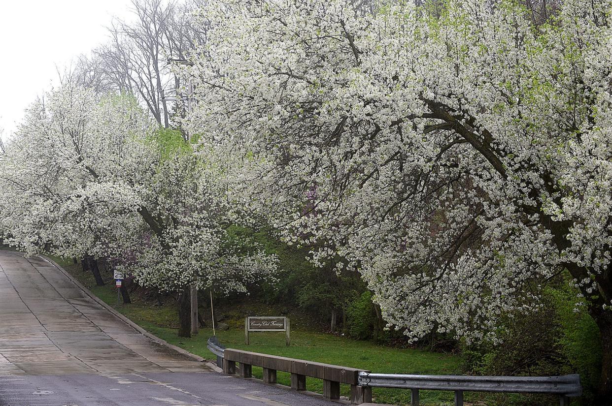 Bradford pear trees along the street in Columbia, Missouri in 2021.