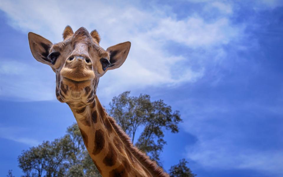 Studying giraffes have helped in the treatment of human brain injuries - getty