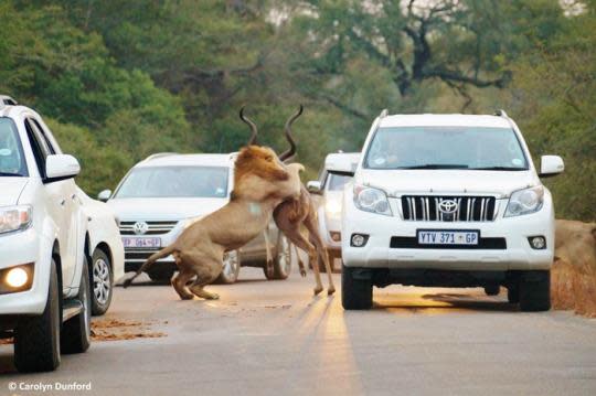 male lion pouncing on prey