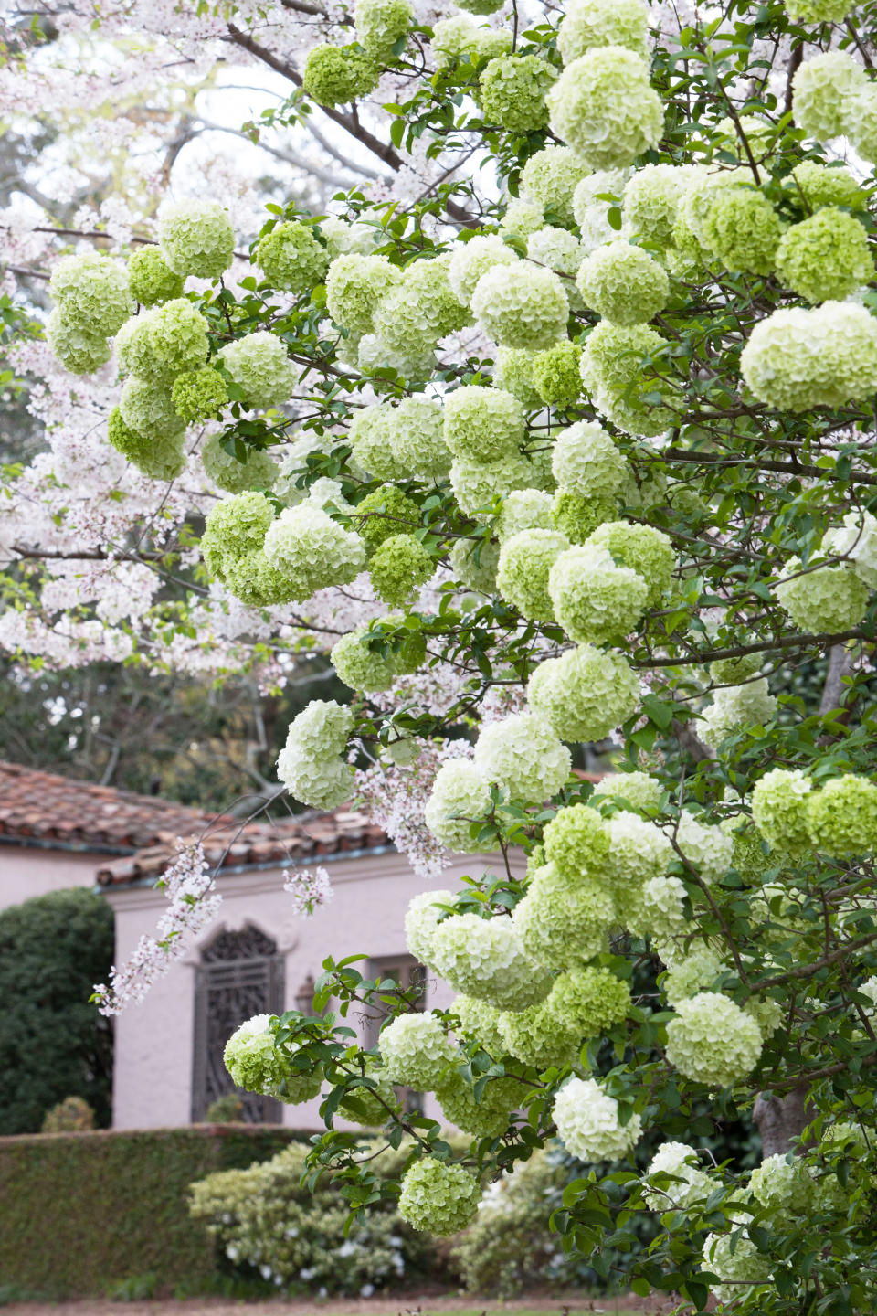 5. Will white French and Mountain hydrangeas change color?