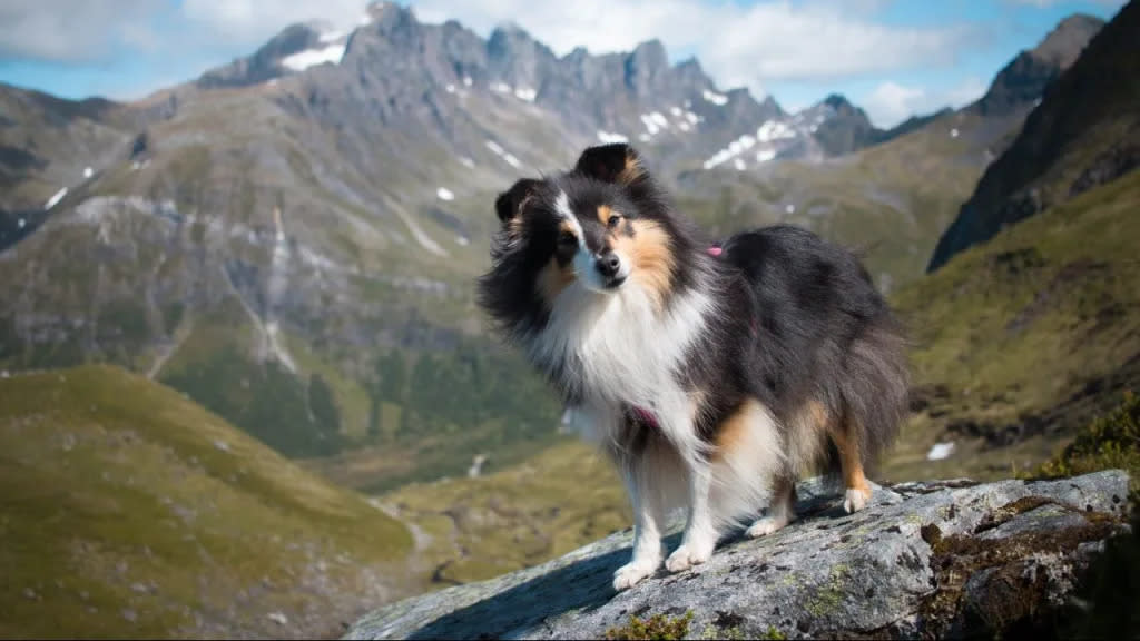 Sheltie dog on mountain missing dog found on mountain