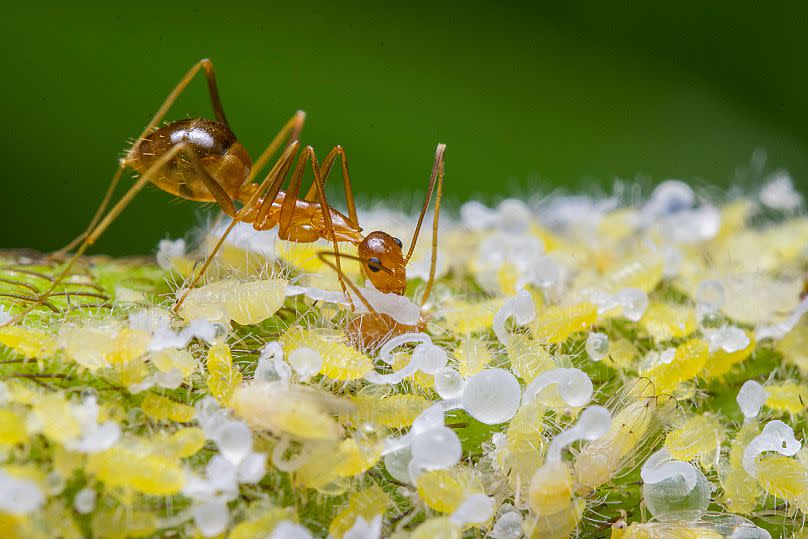 Nature inFocus Awards / Avinash PC