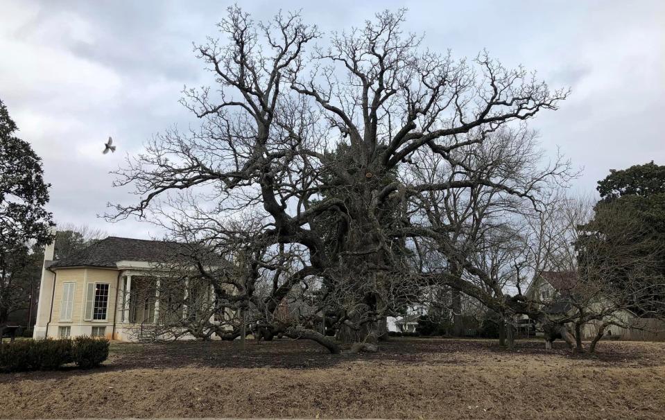 Violet Bank Museum in Colonial Heights, Va. on January 14, 2023. The Magnolia acuminata, commonly called cucumber tree, is one of the largest in the world.