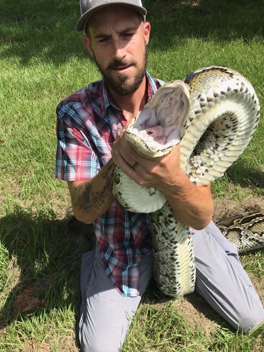 Mike Kimmel, a&nbsp;state-contracted python hunter in the Everglades, said that, although he prefers to focus on catching snakes, he's "not going to let this huge lizard run free." (Photo: <a href="https://www.instagram.com/pythoncowboy/?hl=en" target="_blank">Trapper Mike Kimmel</a>)