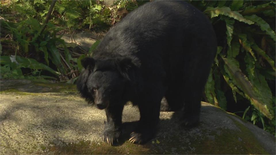 園內台灣黑熊很削瘦 動物園:逾30歲高齡