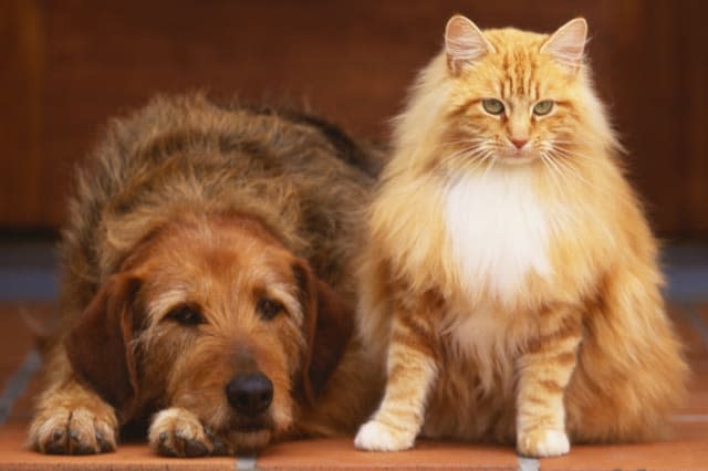 Dog and Cat Sitting on Front Step