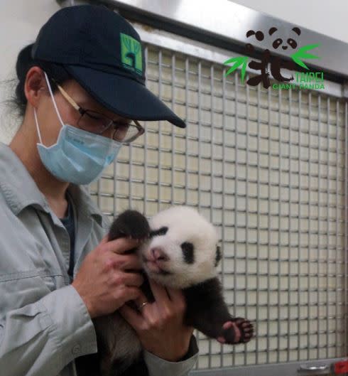 保育員在照顧「圓寶」的過程中費盡心血。（圖／翻攝自台北市立動物園官網）