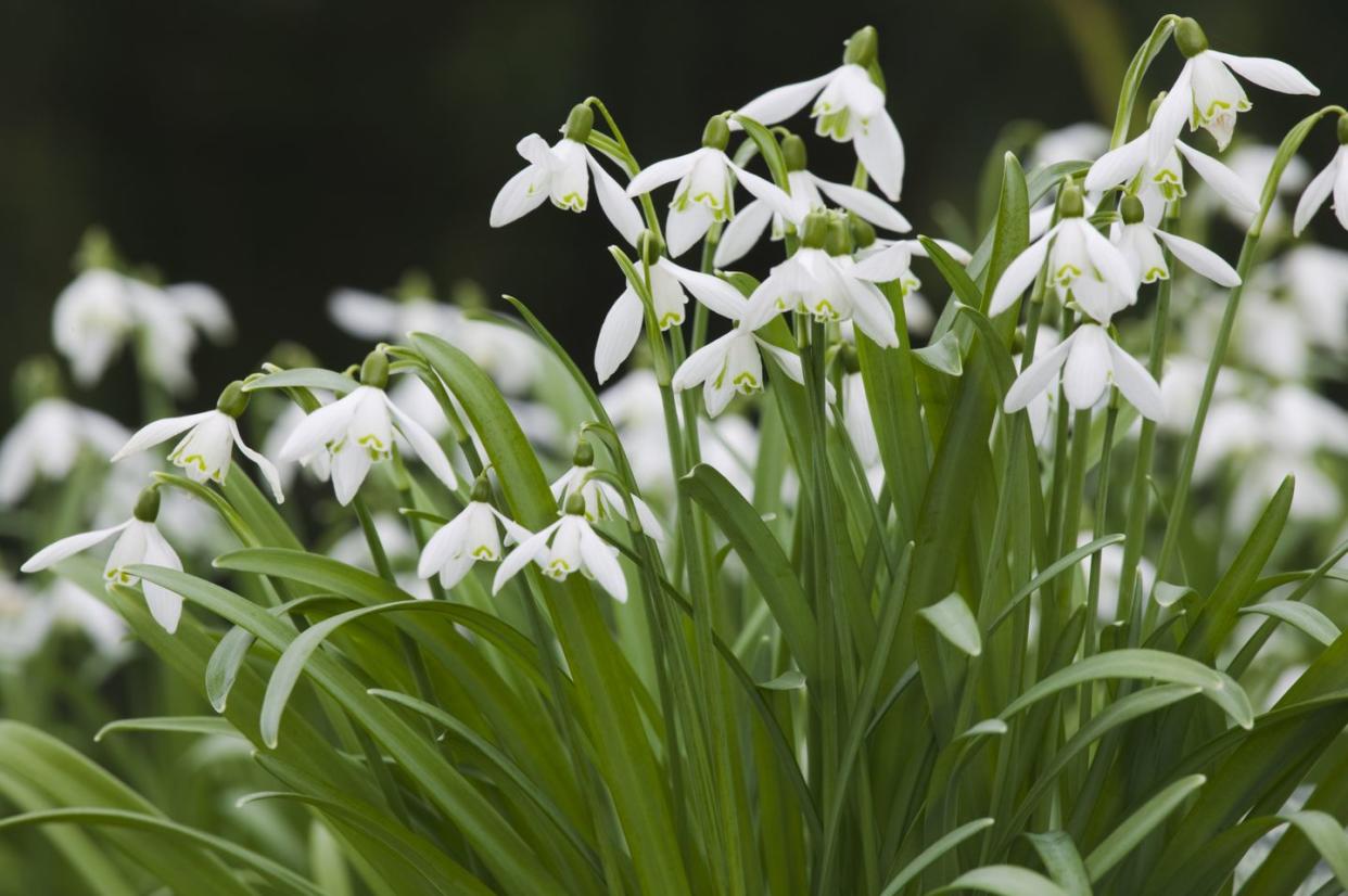 snowdrops, galanthus nivalis, in flower in march, teignmouth, devon, great britain