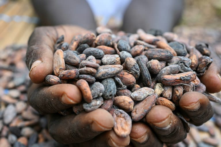 In March, cocoa prices rocketed to more than $10,000 a tonne in New York after a poor harvest in West Africa (Issouf SANOGO)