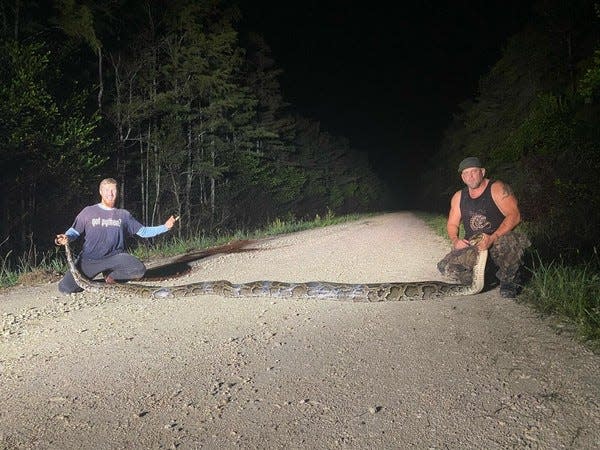 Python elimination hunters Kevin Pavlidis (left) and Ryan Ausburn (right) hold their record breaking 18 foot 9 inch python eliminated as part of SFWMD and FWC's python elimination program. Photo credit: Angela Scafuro