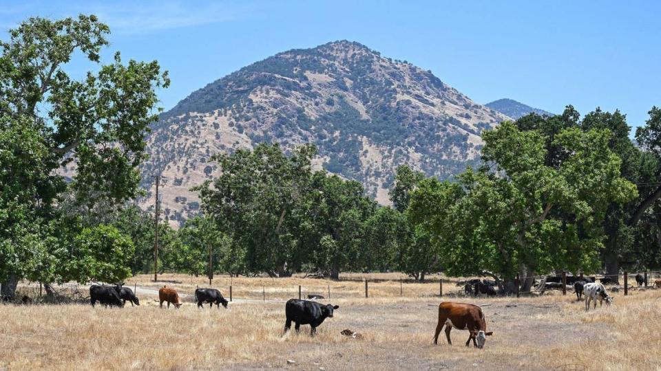 Cows graze in open range land in front of Dalton Mountain in eastern Fresno County on Thursday, May 30, 2024. Dalton Mountain is where the Dalton brothers outlaw gang had their hideout prior to being killed in a failed robbery attempt in Kansas in 1892.