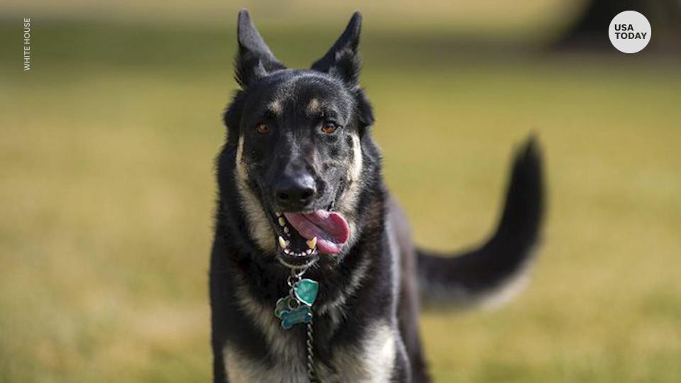 Biden family dogs Major and Champ are back at the White House after taking trip back to Delaware.