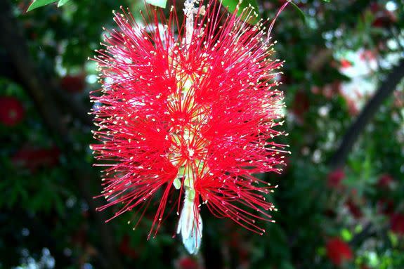 A bottle brush flower.