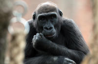 BRISTOL, ENGLAND - MAY 04: A gorilla looks out from Bristol Zoo’s Gorilla Island on May 4, 2012 in Bristol, England. Kukena, the seven-month-old western lowland gorilla is starting to find his feet as he learns to walk having been born at the zoo in September. Kukena joins a family of gorillas at the zoo that are part of an international conservation breeding programme for the western lowland gorilla, which is a critically endangered species. (Photo by Matt Cardy/Getty Images)