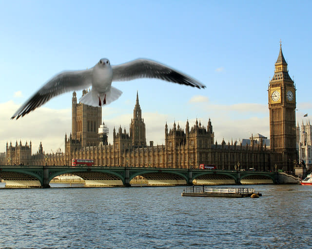 Surprise seagull in Westminster!