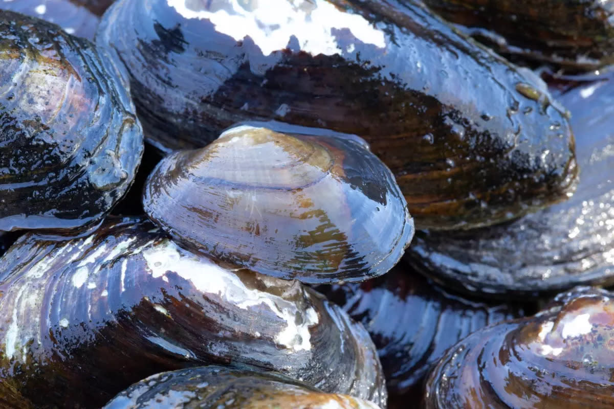 The U.S. Fish and Wildlife Service in late July 2023 announced it&#39;s proposing protections for a rare freshwater mussel found in 10 states.