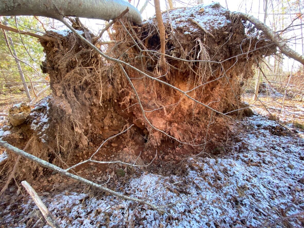 Gary Schneider of the Macphail Woods Ecological Forestry Project says it will be an adjustment seeing all of the downed trees, as Fiona has changed the look of Island forests for years to come.   (Kirk Pennell/CBC  - image credit)