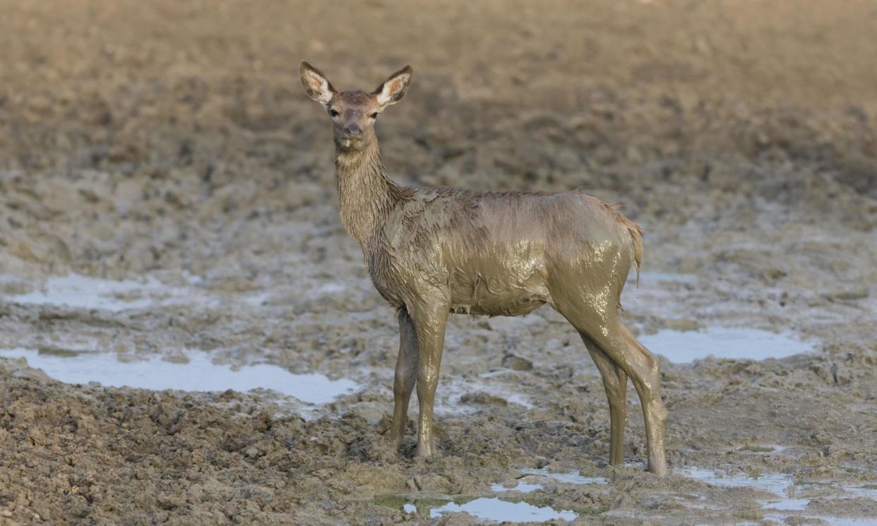 <span>A red deer calf, covered in mud, standing in wallow.</span><span>Photograph: FLPA/Alamy</span>