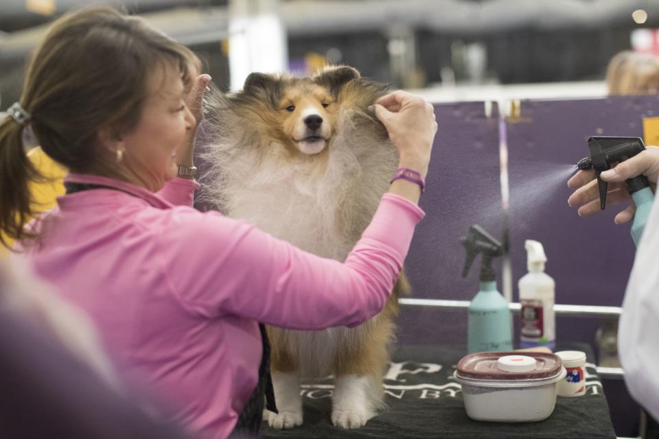 <p>Turner, a Shetland sheepdog, is groomed by Michelle Miller in the staging area during the 141st Westminster Kennel Club Dog Show, Monday, Feb. 13, 2017, in New York. (AP Photo/Mary Altaffer) </p>