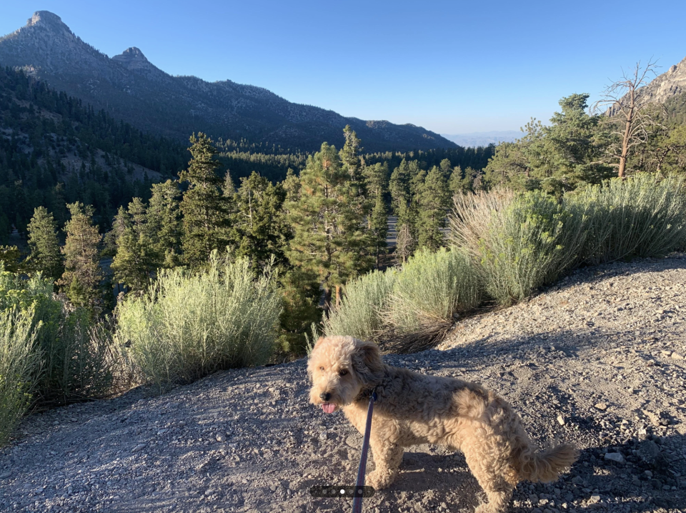 A dog on a leash stands on a trail with mountains and trees in the background