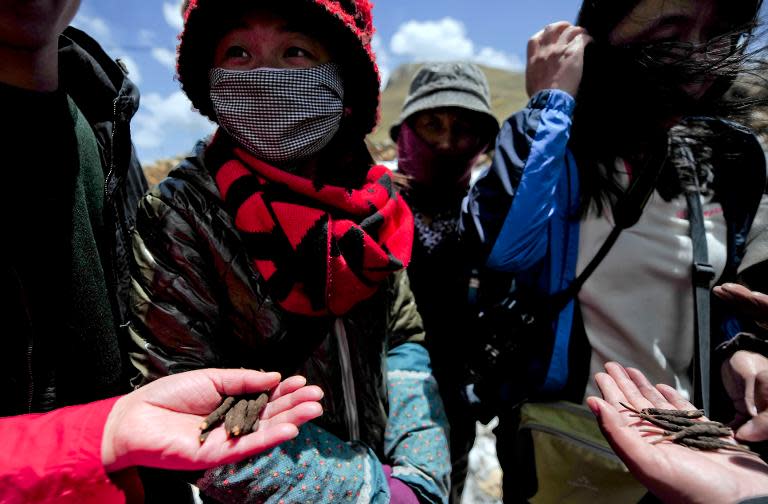 Image taken on June 1, 2013 shows residents selling parasitic fungus, Cordyceps sinensis, in Gannan in northwest China's Gansu province