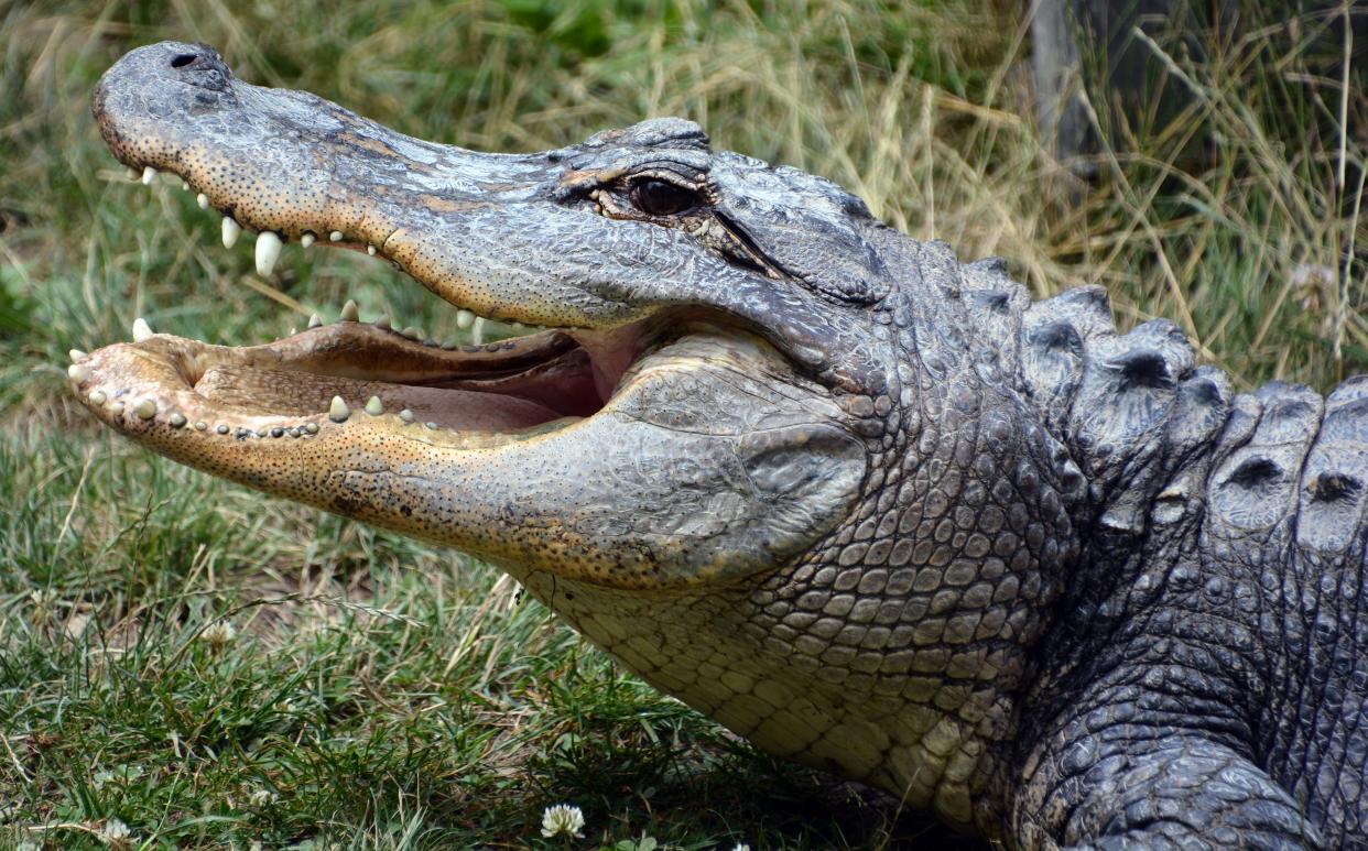 This alligator was not the one that attacked Jake, but it did strike a good pose.