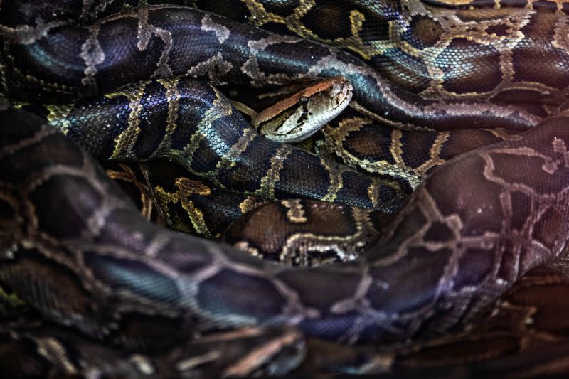 Rescued Burmese pythons lie in a cage at a monastery that has turned into a snake sanctuary on the outskirts of Yangon