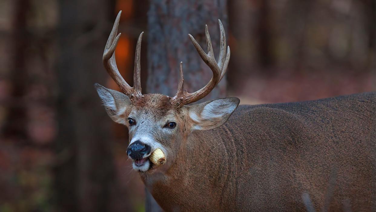 photo of a deer eating a corn cob