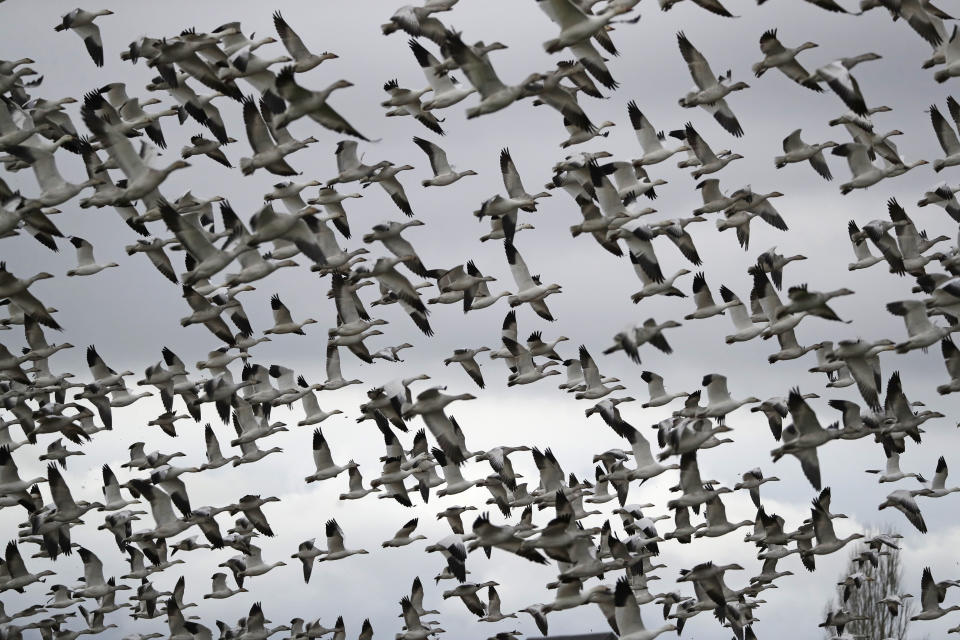 FILE - In this Dec. 13, 2019, file photo, thousands of snow geese take flight over a farm field at their winter grounds, in the Skagit Valley near Conway, Wash. The Biden administration on Monday, March 8, 2021, reversed a policy imposed under former President Donald Trump that drastically weakened the government's power to enforce a century-old law that protects most U.S. bird species. Trump ended criminal prosecutions against companies responsible for bird deaths that could have been prevented. (AP Photo/Elaine Thompson, File)