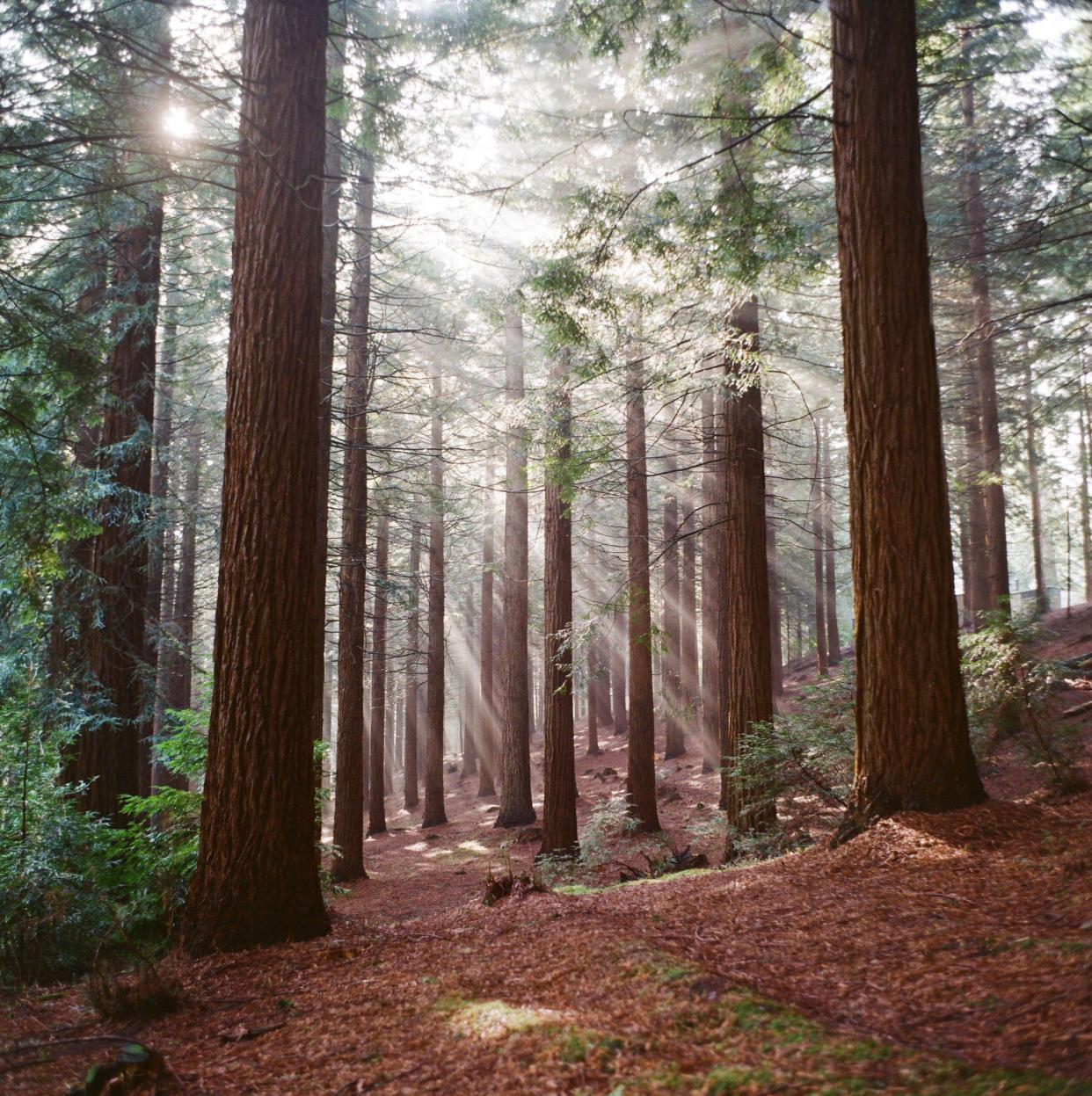 Sunlight streams through giant redwood trees at Center Parcs in Longleat, Wiltshire