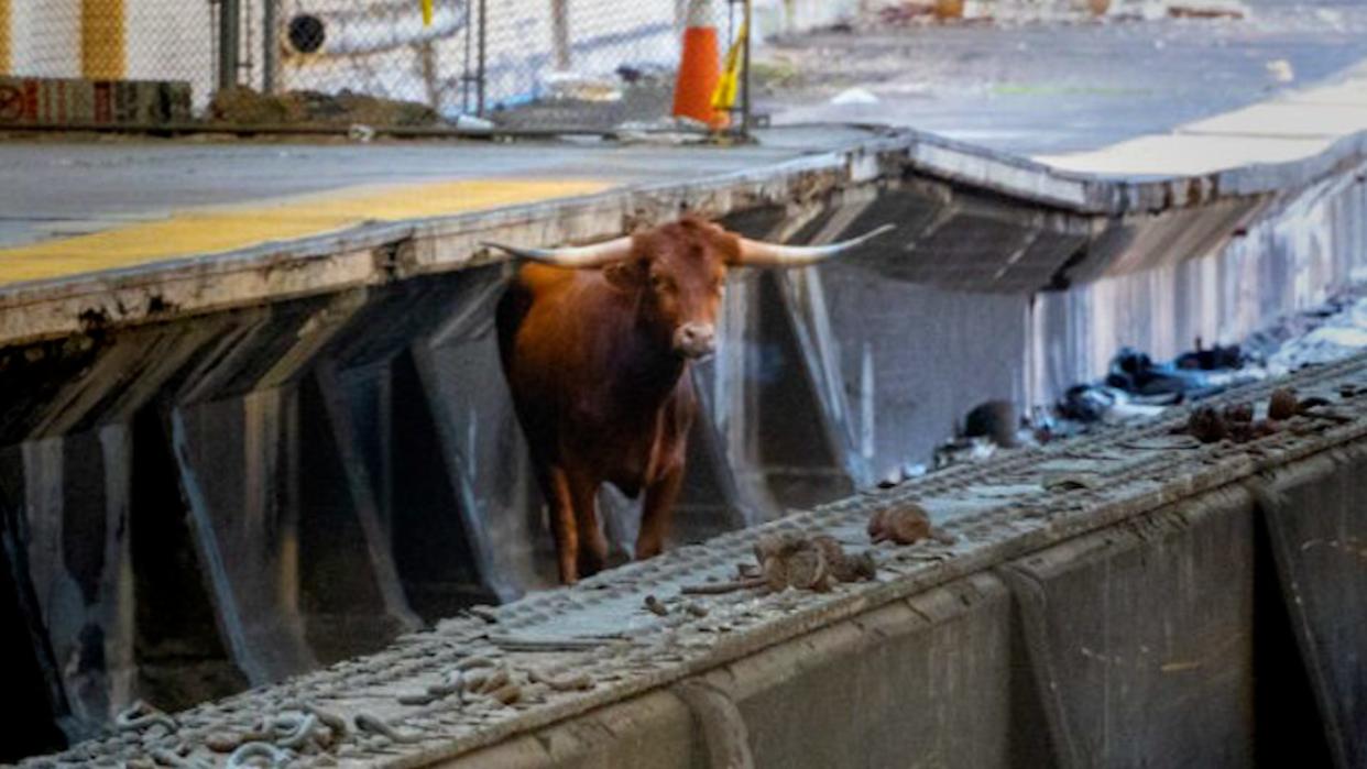 Runaway bull shuts down commuter trains outside NYC