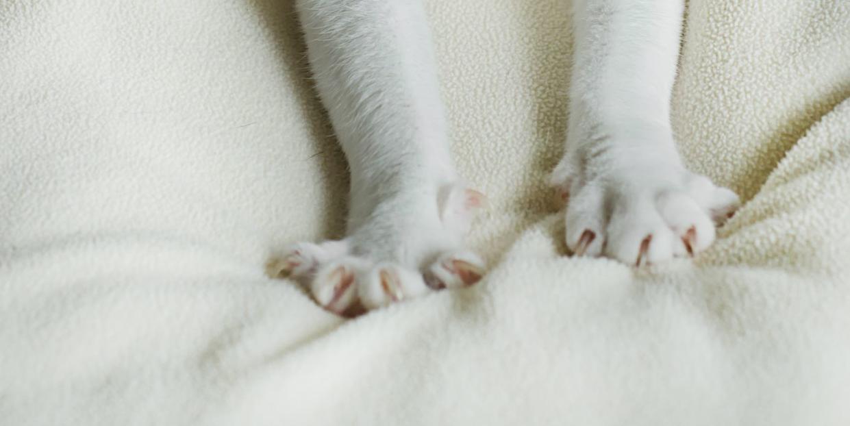 why do cats knead  white cat paws kneading blanket