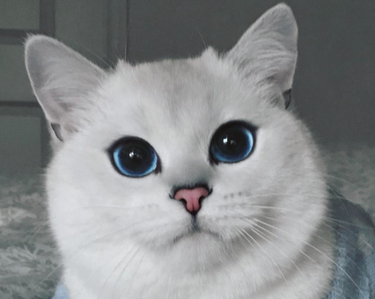 This Cute Cat Has The Most Gorgeous Eyes You Have EVER Seen