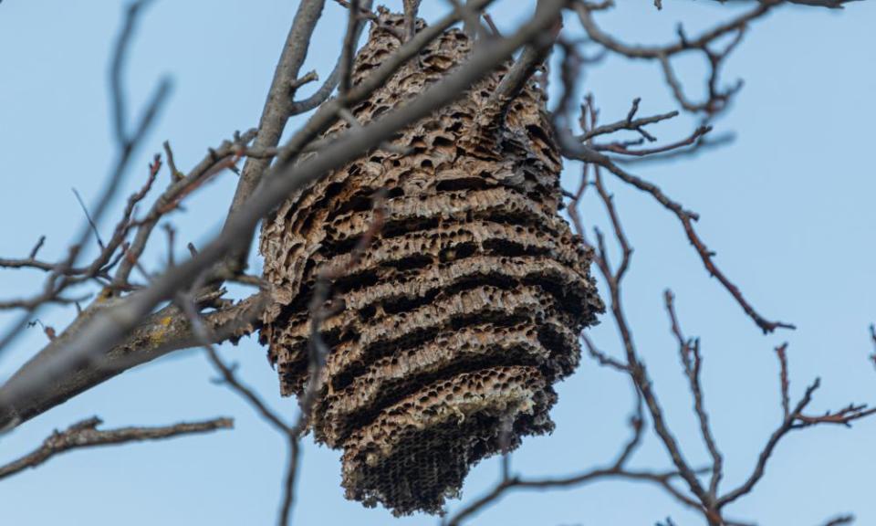 An Asian hornet nest