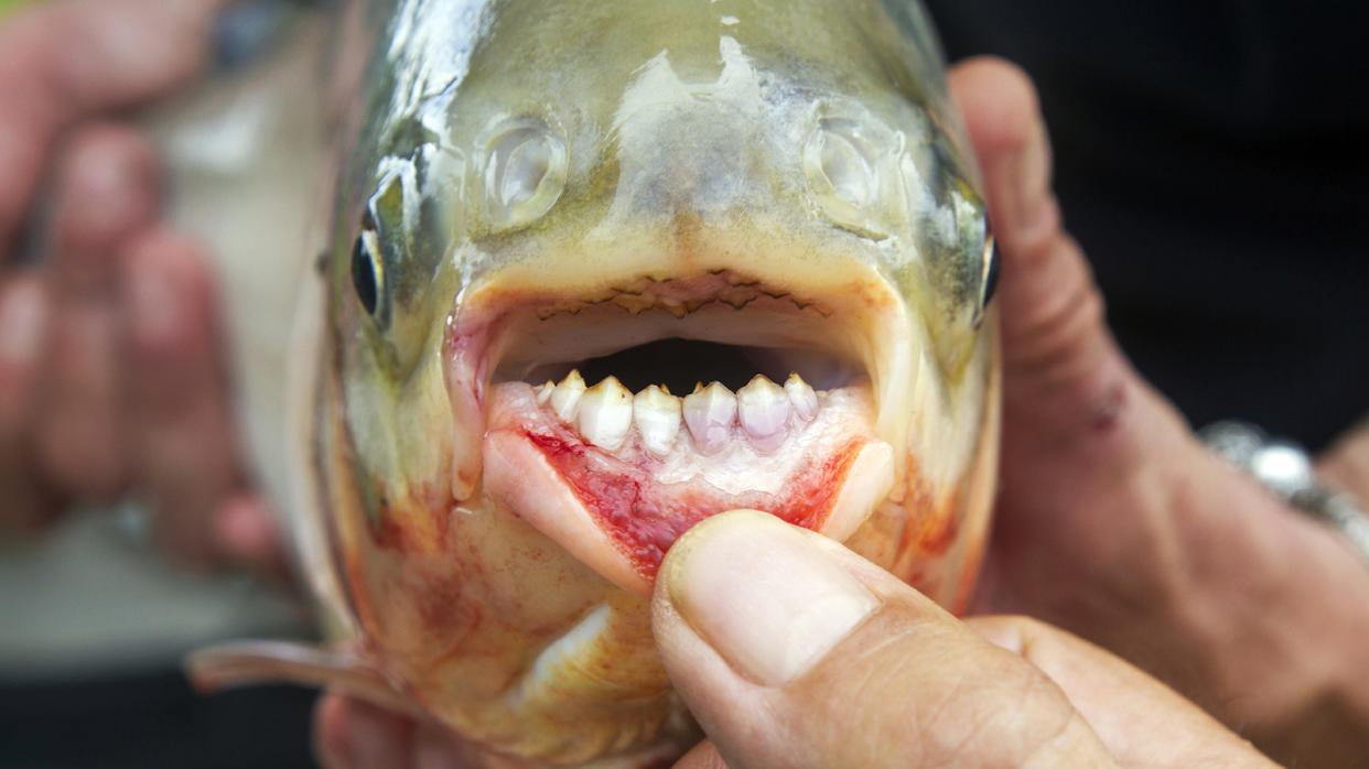 Human thumb holding down a fish's lower lip to reveal human-like teeth