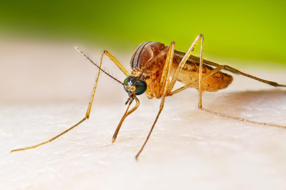 This Culex mosquito can cause the West Nile virus.