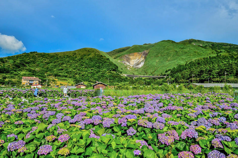 20170607竹子湖繡球花_170608_0007