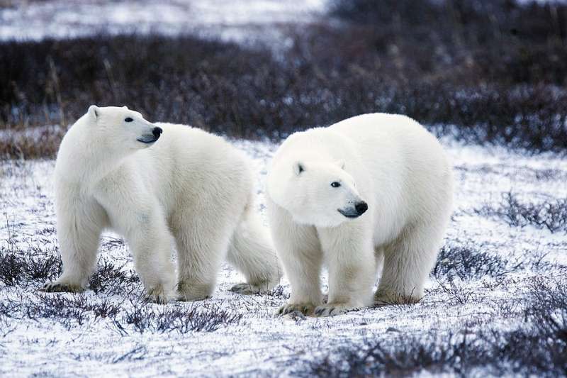 小北極熊剛出生時沒有獨居生存的能力，因此母熊會照顧小熊長達兩年半到三年的時間。（圖/取自pixabay）