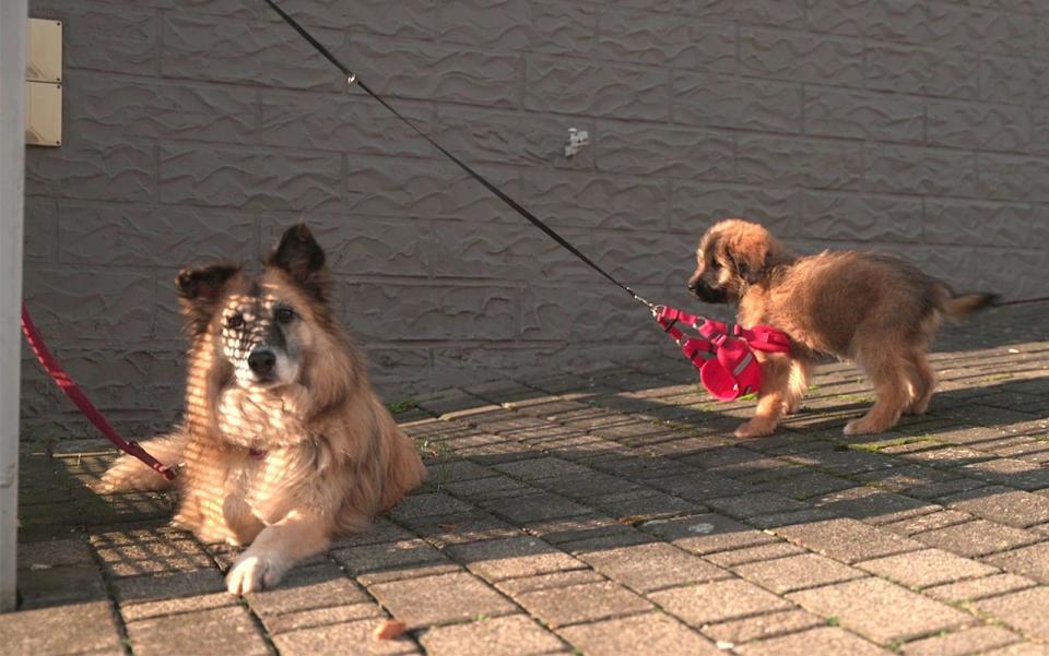 Herrchen Andreas hat seine Hunde an einem Tor angeleint. (Bild: RTL / RTL Studios)