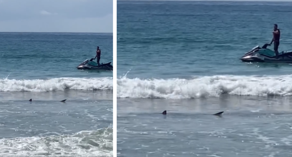 Shark fins spotted at Manly Beach