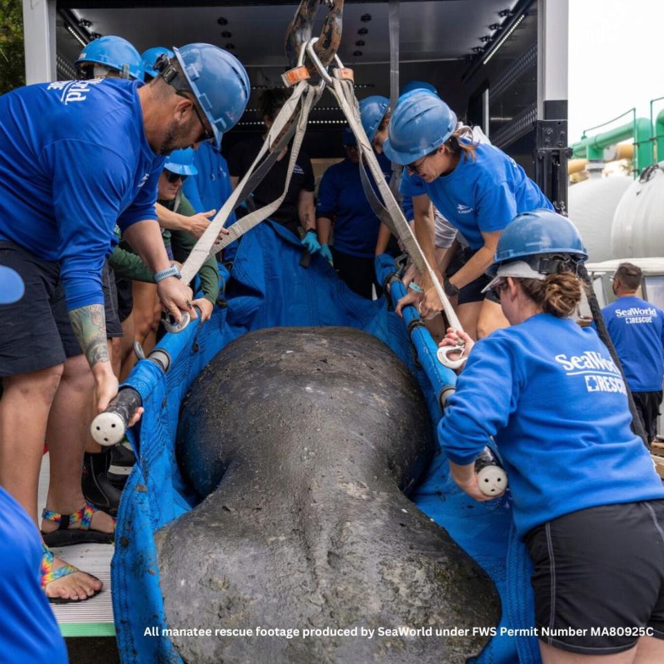 Clarity the manatee moved from Miami Seaquarium to SeaWorld Orlando.