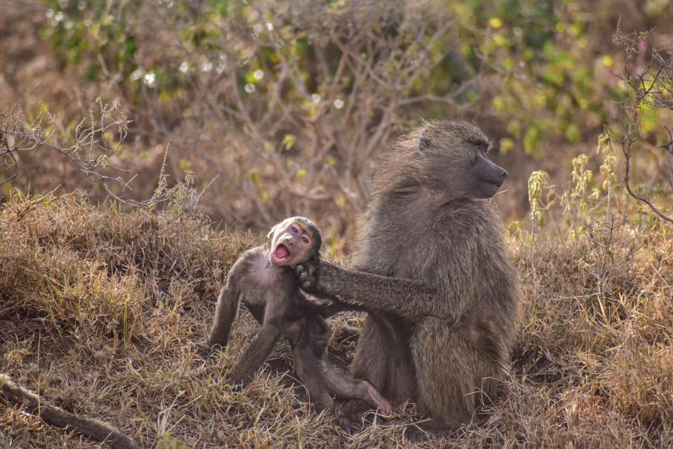 Title: Cheeky Baboon Description: A mischievous baby baboon plays while the mother tries to groom it at Lake Nakuru National Park, Nakuru City, Kenya.